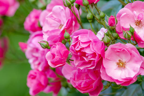 istock Rose flower of Japan 1137294817