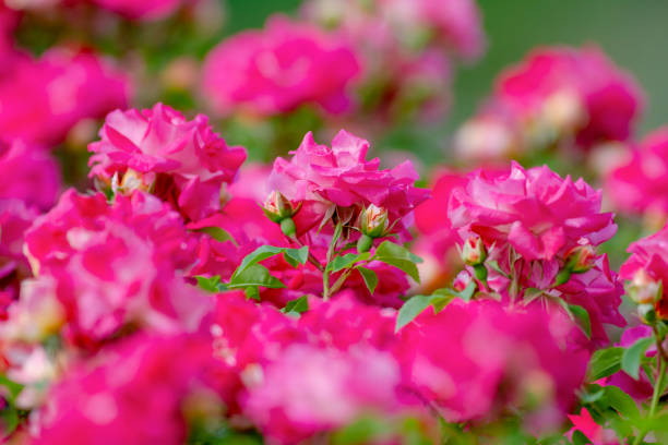 istock Rose flower of Japan 1137294855