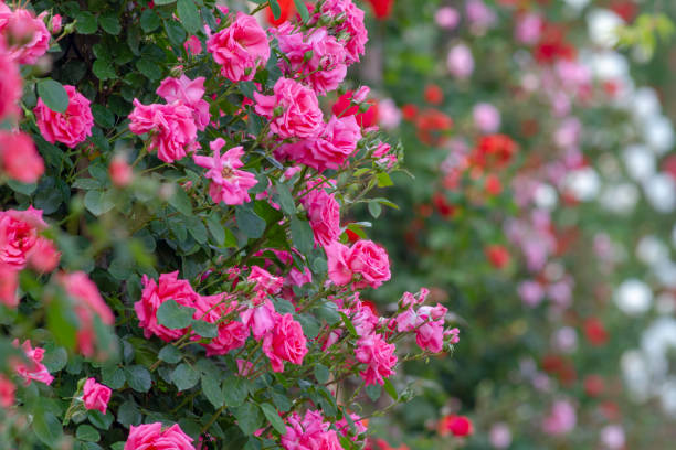 istock Rose flower of Japan 1137294868