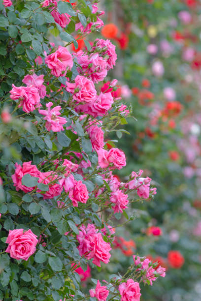istock Rose flower of Japan 1137294891