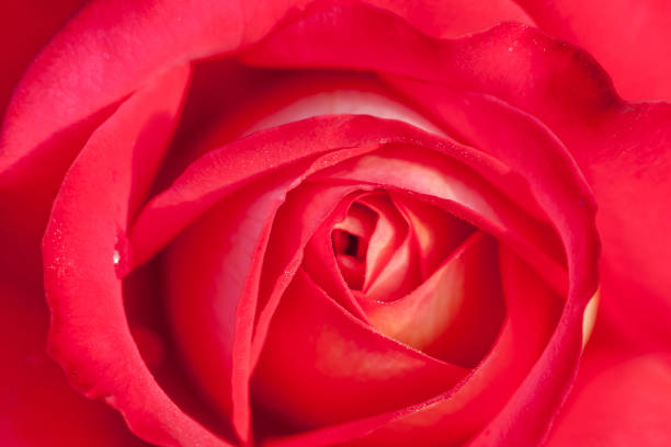 istock Rose flower of Japan 1137294907