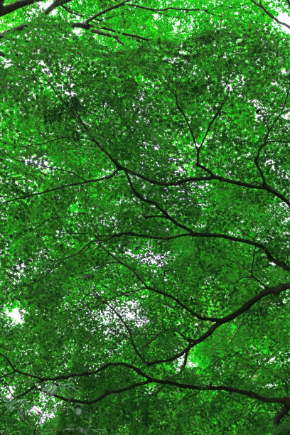 istock Texture of fresh green leaves as background material 1137294933