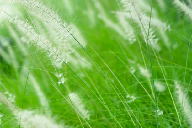 istock white grass flower on summer green nature background 1137295187