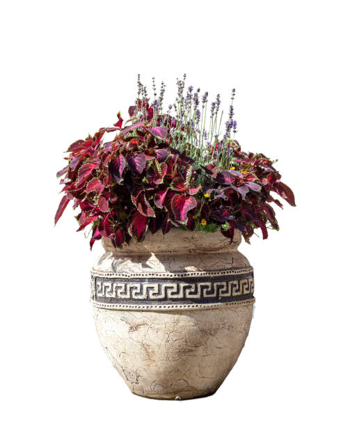 Large old ceramic vase with various flowers isolated on white background Large old ceramic vase with different flowers, vintage style. Big pot with red coleus plant shrub and purple lavender. Greek amphora with growing floral bouquet isolated on white background coleus photos stock pictures, royalty-free photos & images