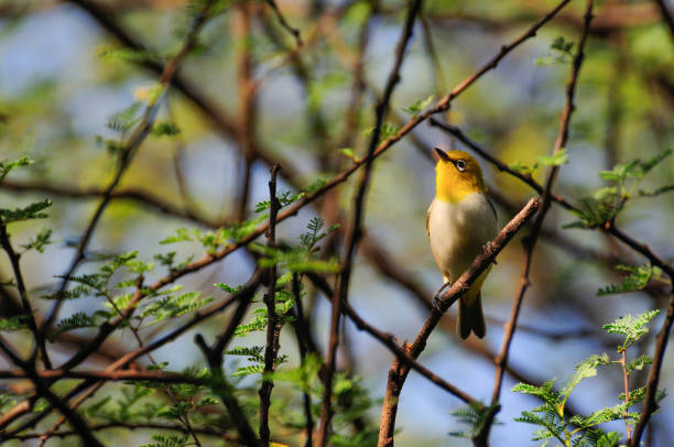 istock Oriental white-eye...Scientific name: Zosterops palpebrosus 1137298349