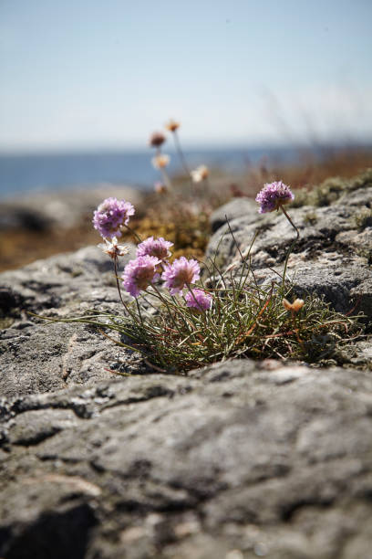 istock Small flower at a rocky island 1137298976