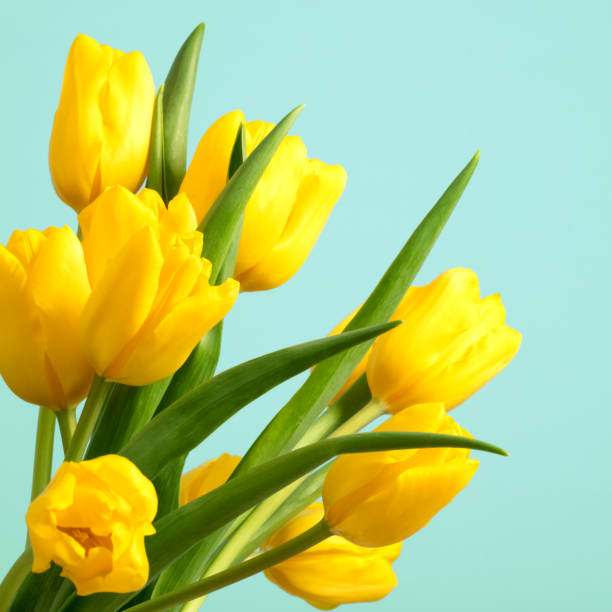 istock Tulips on an aquamarine background 1137299154