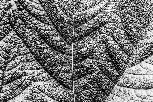 Close-up of the section of a large deep green leaf with strong veins, as background or texture, abstract, Black and white, bw
