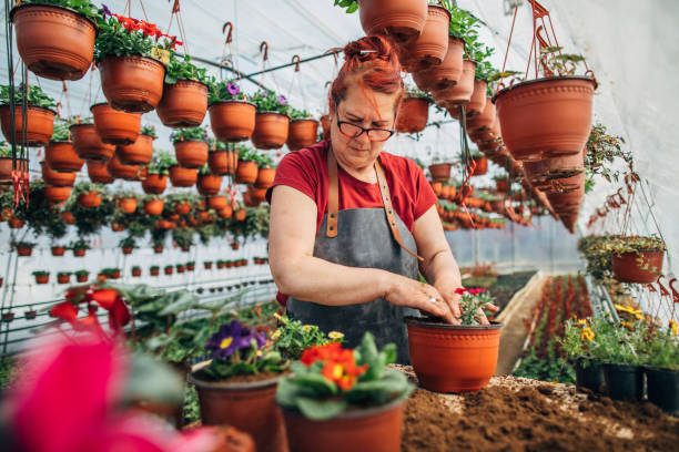 istock Mature lady working in flower greenhouse 1137301512