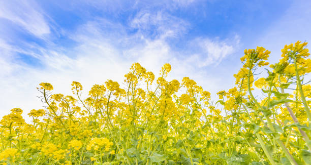 istock Rapeseed flowers and blue sky 1137302275