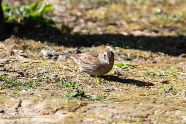 istock Dunnock on the land 1137305781