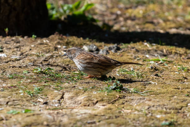 istock Dunnock on the land 1137305800