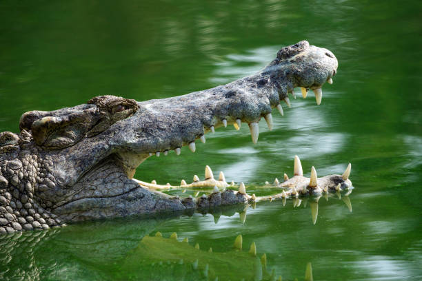 Crocodile open mouth in the lake water. stock photo