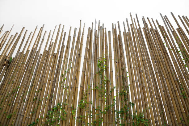 Bamboo wall in the park.