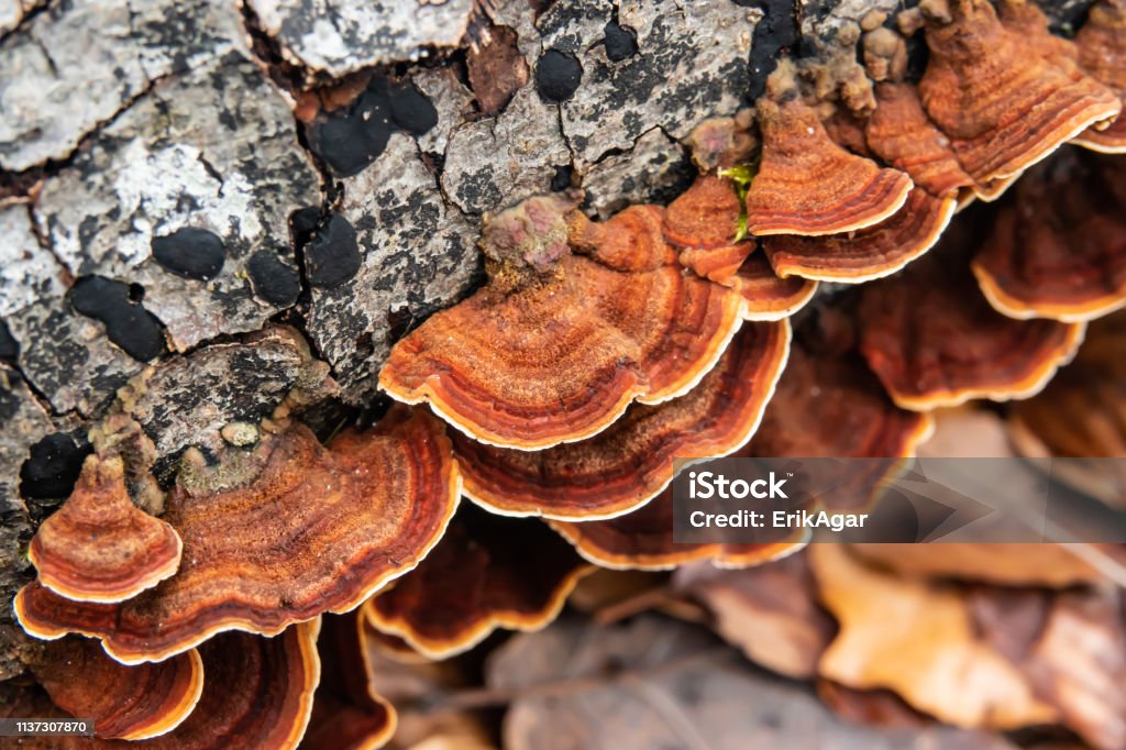 Curtain Crust Mushroom Growing on Log in Winter Curtain crust (Stereum sp.) mushroom growing on log in winter. Agaricomycetes Stock Photo