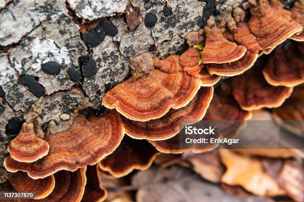 Curtain Crust Mushroom Growing On Log In Winter Stock Photo - Download Image Now - Agaricomycetes, Basidiomycota, Beauty In Nature