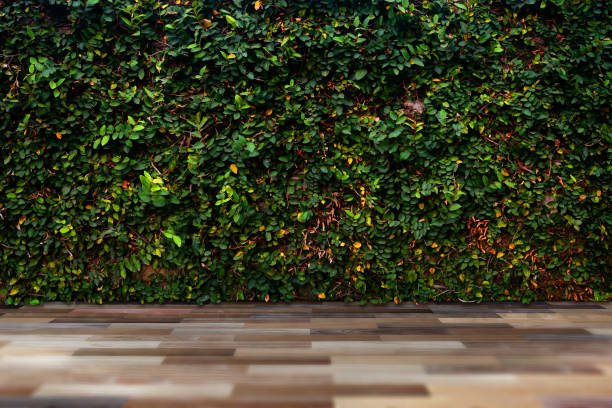 istock green leaf wall with wood floor 1137309062