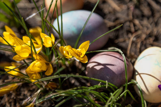 istock Group of Easter painted eggs on bed of crocuses 1137310038