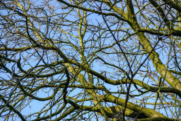 istock Looking up tree, green bark on branches, against clear winter sky. 1137310640