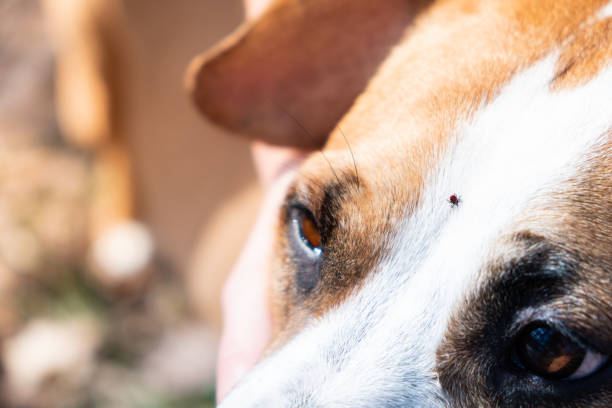 Tick on a dog, close-up view