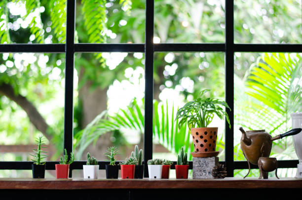 istock Many types of cactus are decorated in the cafe. 3 1137311151