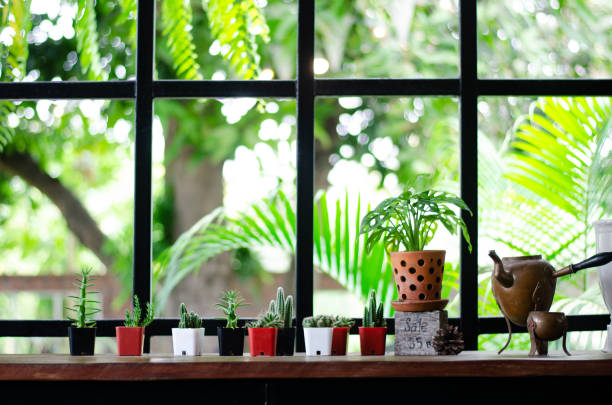 istock Many types of cactus are decorated in the cafe. 4 1137311357