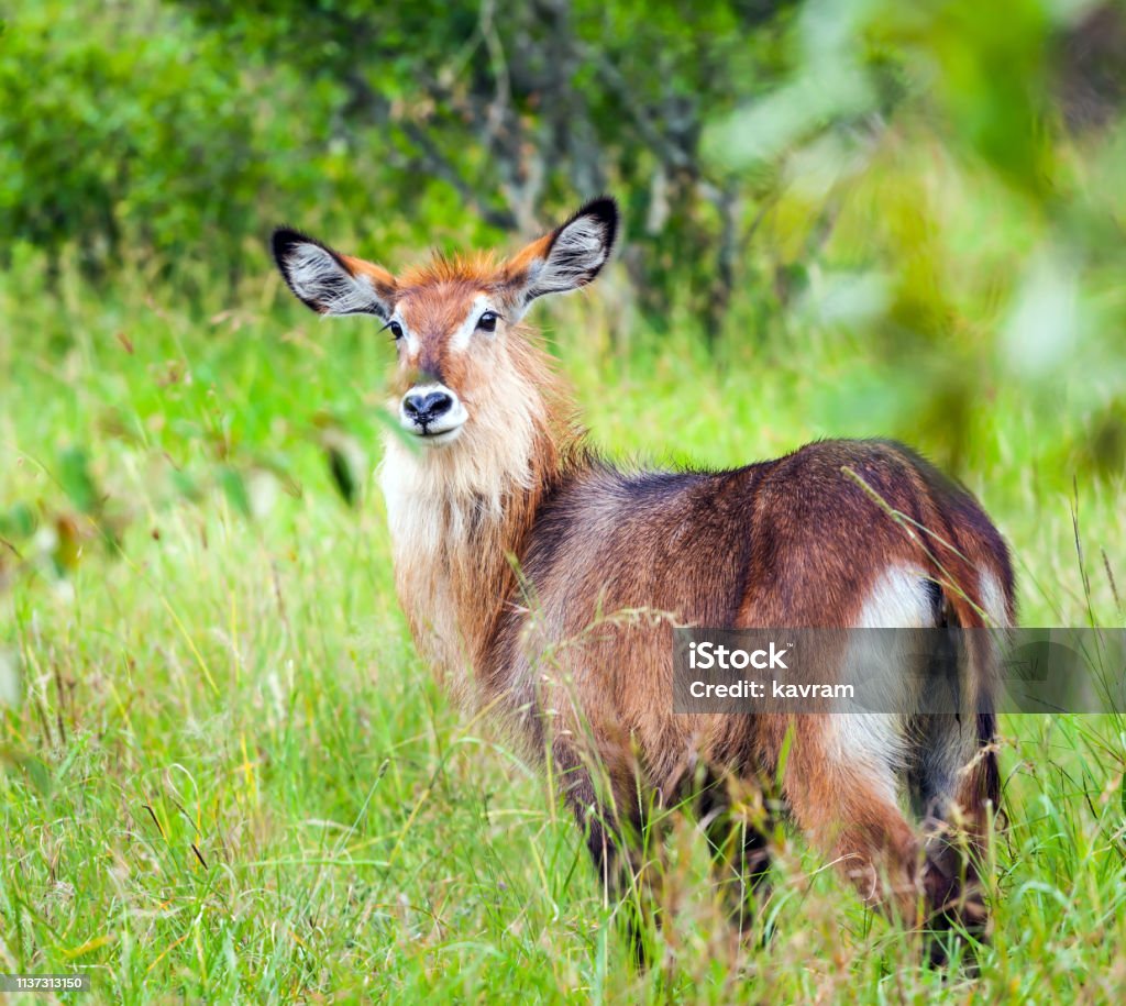 Gorgeous Female Water Goat Stock Photo Download Image Now Adventure