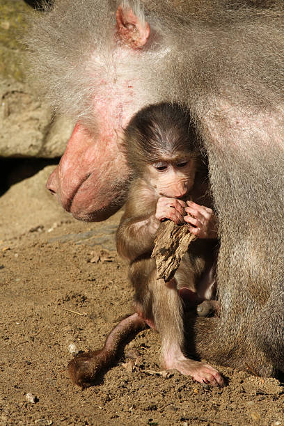 istock Baby baboon close to its sleeping father 113731390