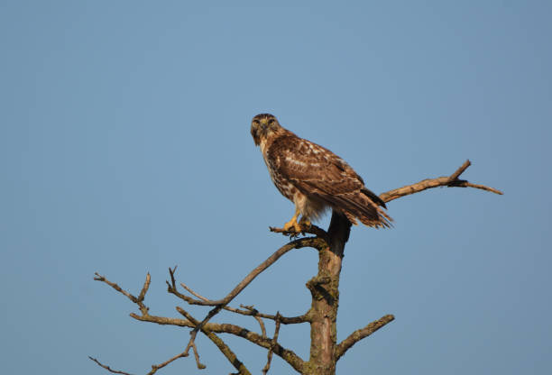 rough legged hawk - rough legged hawk bird of prey hawk animals in the wild imagens e fotografias de stock