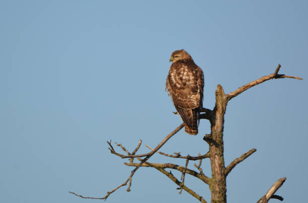 rough legged hawk - rough legged hawk bird of prey hawk animals in the wild imagens e fotografias de stock