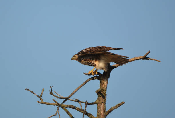 rough legged hawk - rough legged hawk bird of prey hawk animals in the wild imagens e fotografias de stock