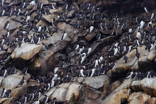 istock Colony of sea birds on sheer cliffs 1137317402