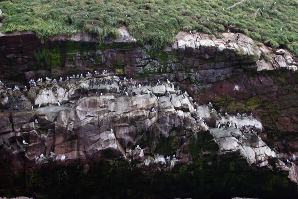 Colony of sea birds on sheer cliffs, Newfoundland, Canada