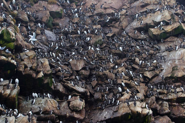 istock Colony of sea birds on sheer cliffs 1137317438