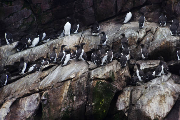istock Colony of sea birds on sheer cliffs 1137317455