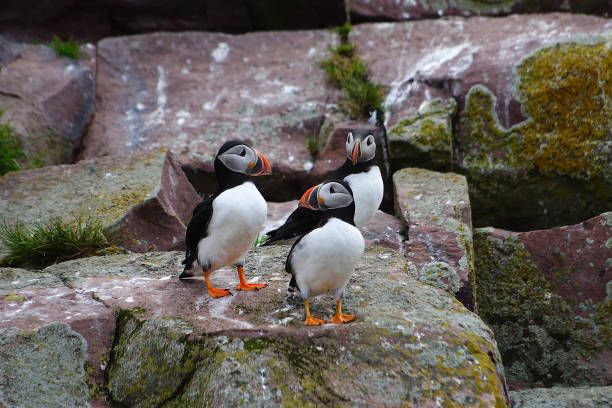 istock Colony of puffins on sheer cliffs 1137317476