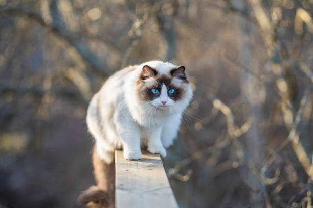 A beautiful Ragdoll cat balancing on the porch railing