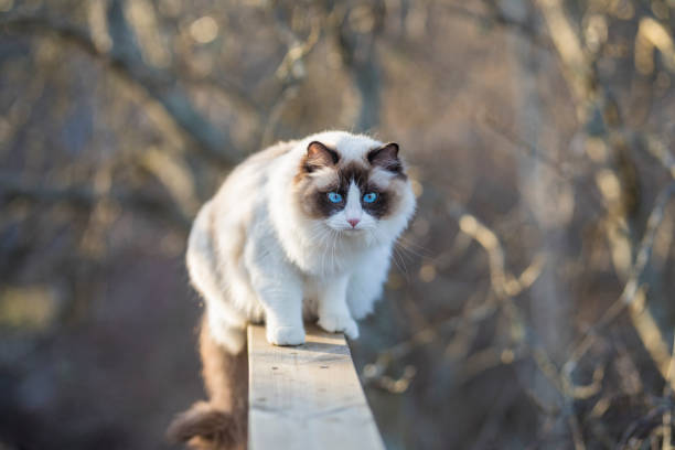 A beautiful Ragdoll cat balancing on the porch railing A beautiful young bicolor Ragdoll cat balancing on a porch railing. The cat is brown and white with blue eyes. Branches in a big tree are defocused in the background. Space for text. ragdoll cat stock pictures, royalty-free photos & images
