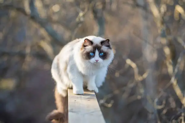 A beautiful young bicolor Ragdoll cat balancing on a porch railing. The cat is brown and white with blue eyes. Branches in a big tree are defocused in the background. Space for text.