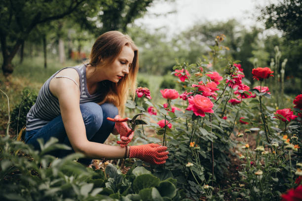 뒤뜰에서 정원 가꾸기를 즐기는 여성 - pruning shears 뉴스 사진 이미지