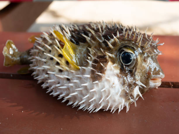 black blotched porcupinefish alive . - porcupinefish imagens e fotografias de stock
