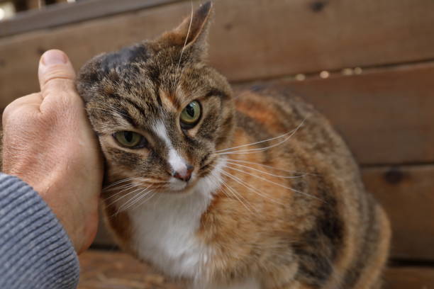 istock Man's hand pats Calico cat outside 1137325613