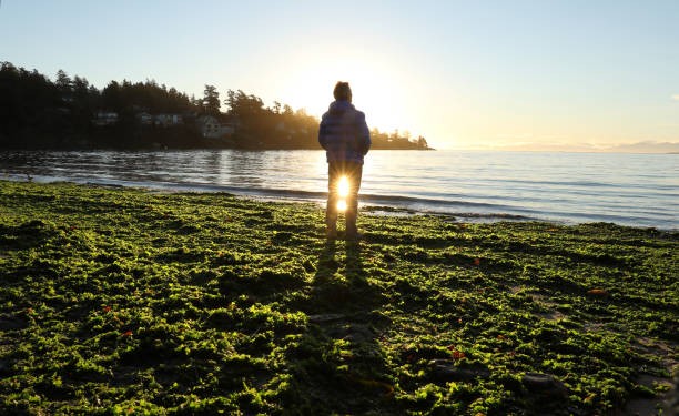 istock Man explores coastline covered in seaweed at sunrise 1137325990