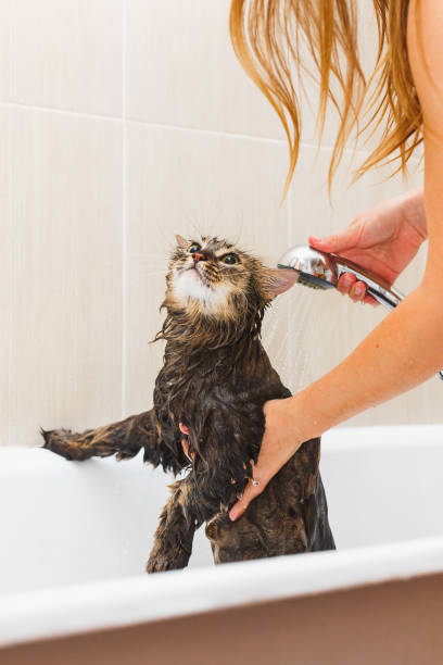 istock Fluffy wet cat in the bathroom takes a shower 1137326636