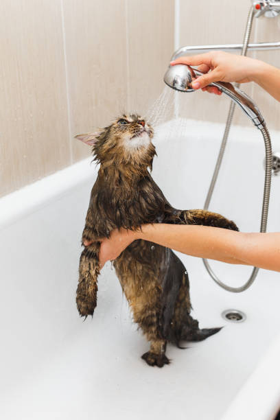 istock Girl washes a fluffy cat in a white bath 1137326638