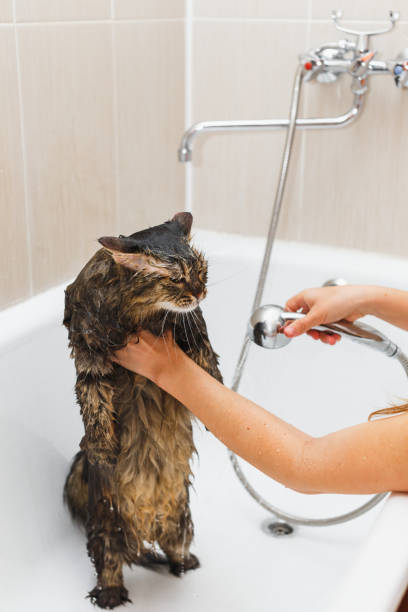 istock Girl washes a fluffy cat in a white bath 1137326642