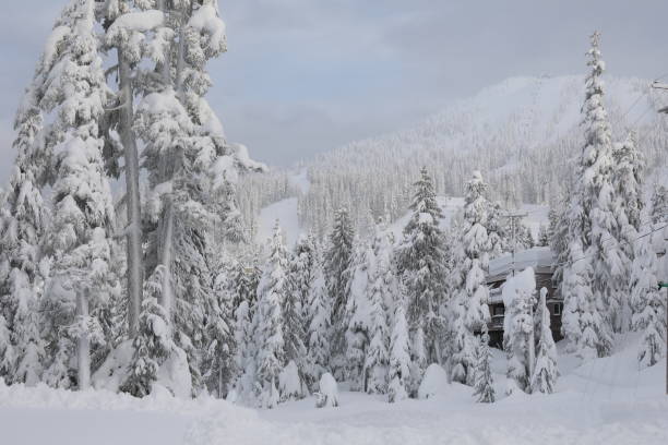 istock Forest covered in freshly fallen snow, ski area above 1137326643