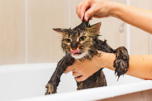 istock Girl washes a fluffy cat in a white bath 1137326652