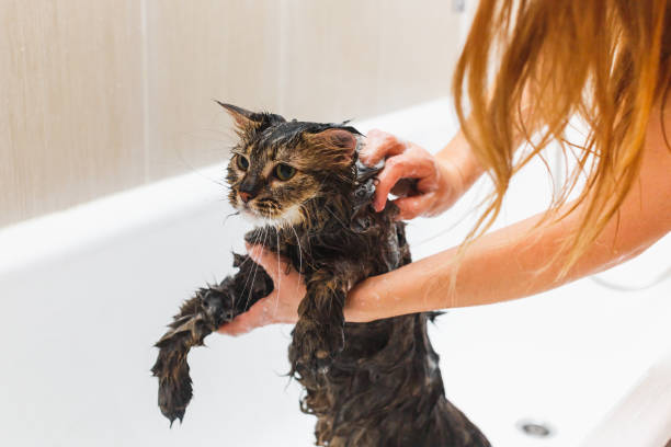 istock Girl washes a fluffy cat in a white bath 1137326657