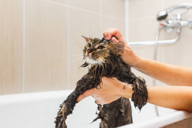 istock Fluffy wet cat in the bathroom takes a shower 1137327169